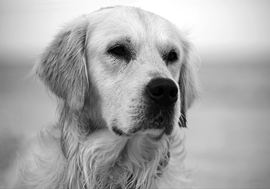 The Dog that Finally Barked
