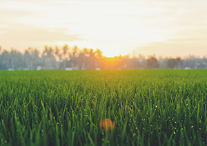 Improved renewals process