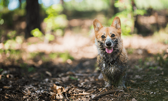 Clear as mud? Why your communications may be failing your customers