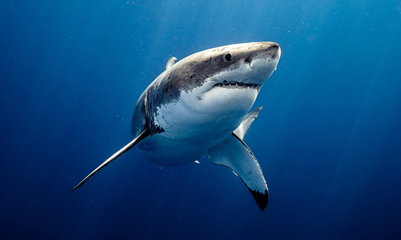 Vigilance: Speaker announcement