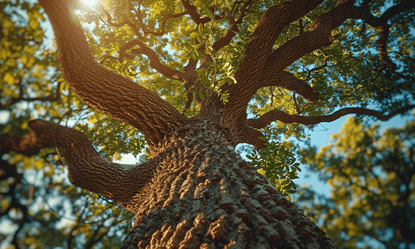 Standing the test of time: 135 years of growth and adaptation